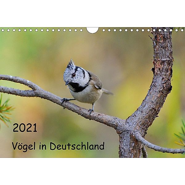 Vögel in Deutschland (Wandkalender 2021 DIN A4 quer), Karin Jähne