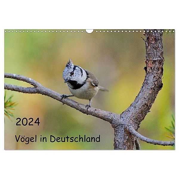 Vögel in Deutschland (Wandkalender 2024 DIN A3 quer), CALVENDO Monatskalender, Karin Jähne