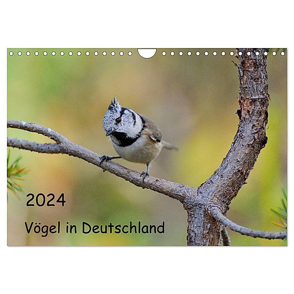 Vögel in Deutschland (Wandkalender 2024 DIN A4 quer), CALVENDO Monatskalender, Karin Jähne