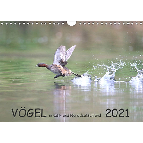 Vögel in Ost- und Norddeutschland 2021 (Wandkalender 2021 DIN A4 quer), Rolf Jansen