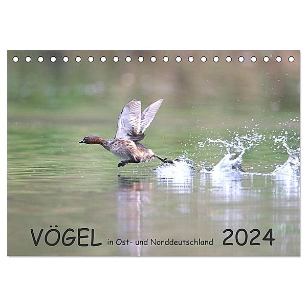Vögel in Ost- und Norddeutschland 2024 (Tischkalender 2024 DIN A5 quer), CALVENDO Monatskalender, Rolf Jansen