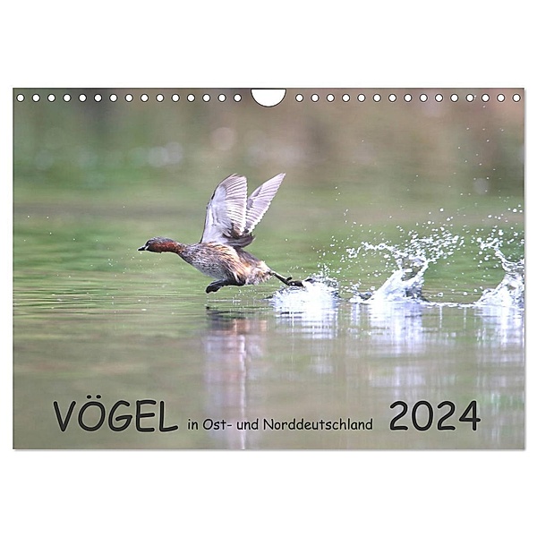 Vögel in Ost- und Norddeutschland 2024 (Wandkalender 2024 DIN A4 quer), CALVENDO Monatskalender, Rolf Jansen