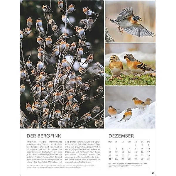Vögel in unseren Gärten Posterkalender 2023. Viele Fotos und informative Texte zu 12 Vogelarten in einem Wandkalender-Gr