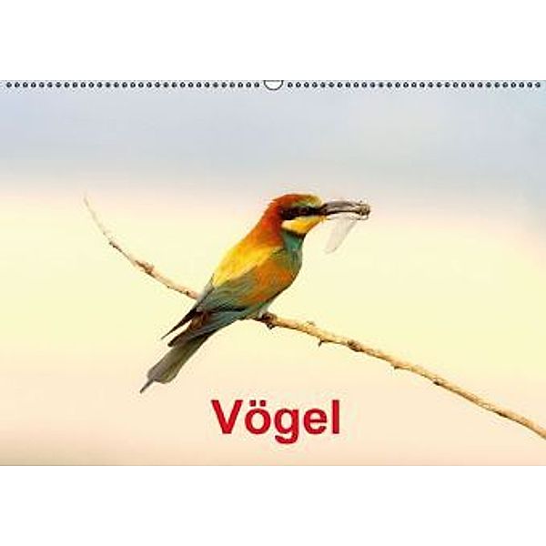 Vögel (Wandkalender 2016 DIN A2 quer), J R Bogner