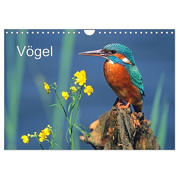 Vögel (Wandkalender 2024 DIN A4 quer), CALVENDO Monatskalender, McPHOTO