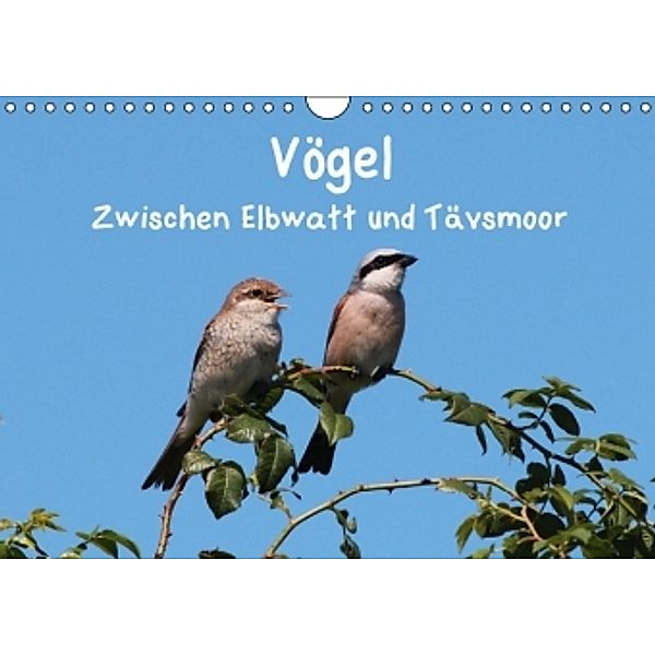 Vögel zwischen Elbwatt und Tävsmoor (Wandkalender 2016 DIN A4 quer), Heike Springer