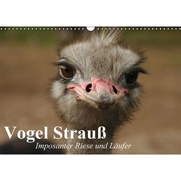 Vogel Strauß. Imposanter Riese und Läufer (Wandkalender 2016 DIN A3 quer), Elisabeth Stanzer