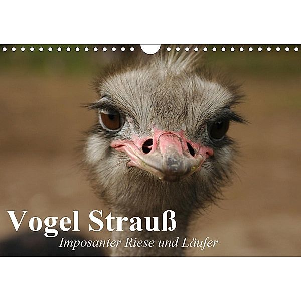 Vogel Strauß. Imposanter Riese und Läufer (Wandkalender 2021 DIN A4 quer), Elisabeth Stanzer