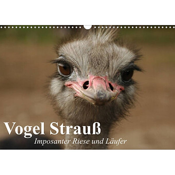 Vogel Strauß. Imposanter Riese und Läufer (Wandkalender 2022 DIN A3 quer), Elisabeth Stanzer