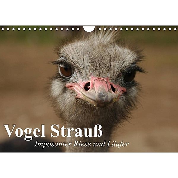 Vogel Strauß. Imposanter Riese und Läufer (Wandkalender 2023 DIN A4 quer), Elisabeth Stanzer