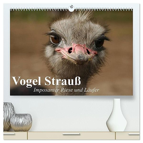 Vogel Strauß. Imposanter Riese und Läufer (hochwertiger Premium Wandkalender 2024 DIN A2 quer), Kunstdruck in Hochglanz, Elisabeth Stanzer