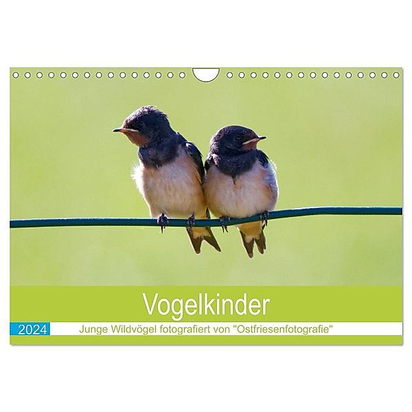 Vogelkinder - Junge Wildvögel (Wandkalender 2024 DIN A4 quer), CALVENDO Monatskalender, Christina Betten - Ostfriesenfotografie