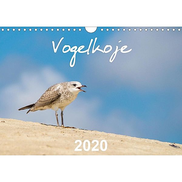 Vogelkoje 2020 (Wandkalender 2020 DIN A4 quer), David Daniel