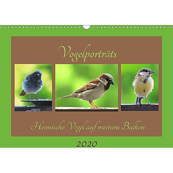 Vogelporträts - Heimische Vögel auf meinem Balkon (Wandkalender 2020 DIN A3 quer), Claudia Schimmack