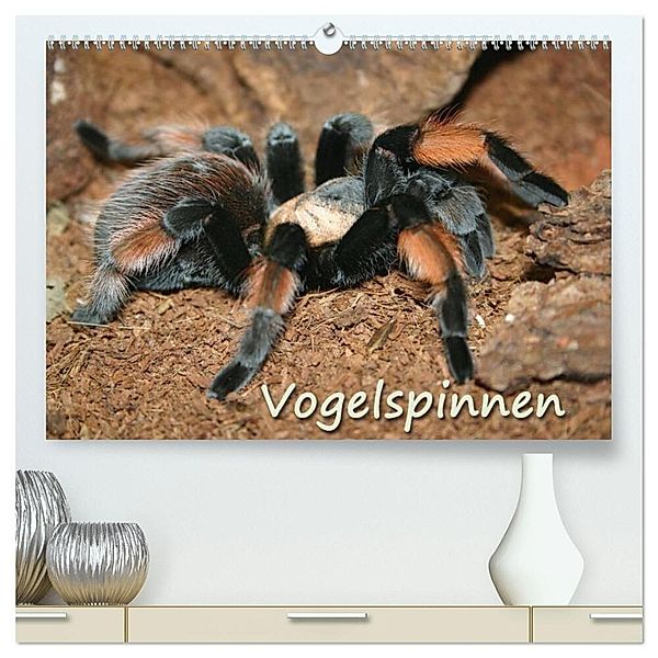 Vogelspinnen (hochwertiger Premium Wandkalender 2025 DIN A2 quer), Kunstdruck in Hochglanz, Calvendo, Barbara Mielewczyk