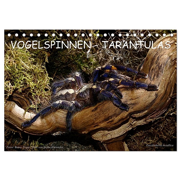 Vogelspinnen - Tarantulas (Tischkalender 2024 DIN A5 quer), CALVENDO Monatskalender, Benny Trapp