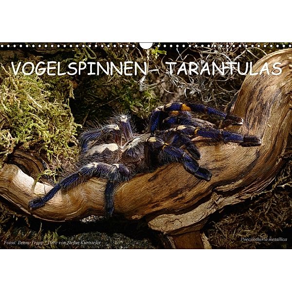 Vogelspinnen - Tarantulas (Wandkalender 2018 DIN A3 quer), Benny Trapp