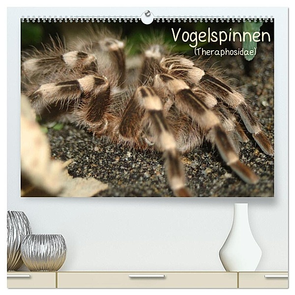 Vogelspinnen (Theraphosidae) (hochwertiger Premium Wandkalender 2024 DIN A2 quer), Kunstdruck in Hochglanz, Barbara Mielewczyk