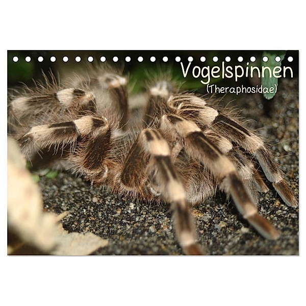 Vogelspinnen (Theraphosidae) (Tischkalender 2024 DIN A5 quer), CALVENDO Monatskalender, Barbara Mielewczyk