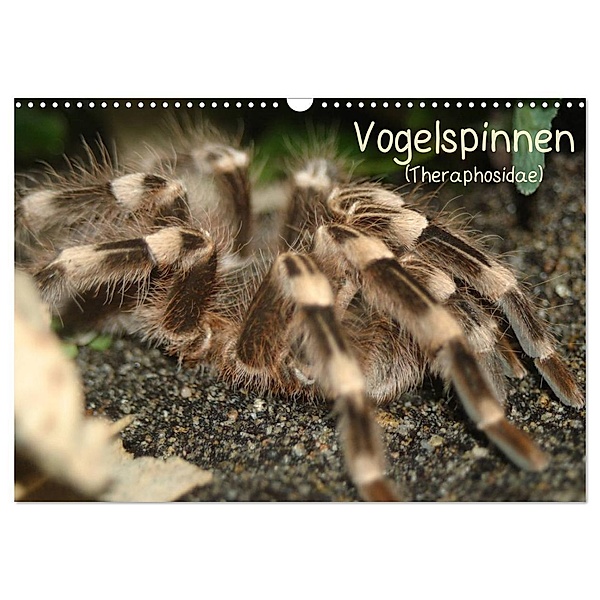 Vogelspinnen (Theraphosidae) (Wandkalender 2024 DIN A3 quer), CALVENDO Monatskalender, Barbara Mielewczyk