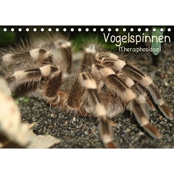 Vogelspinnen (Theraphosidae)CH-Version (Tischkalender 2017 DIN A5 quer), Barbara Mielewczyk