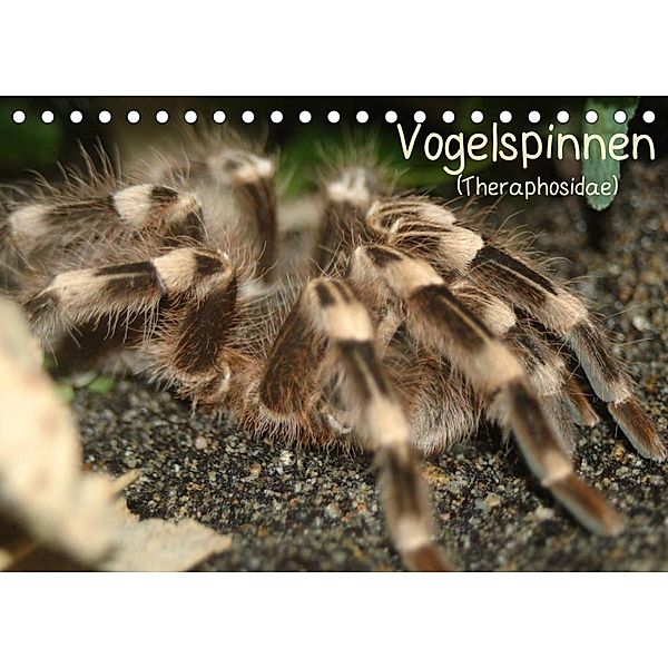 Vogelspinnen (Theraphosidae)CH-Version  (Tischkalender 2023 DIN A5 quer), Barbara Mielewczyk