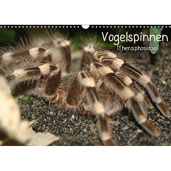 Vogelspinnen (Theraphosidae)CH-Version (Wandkalender 2017 DIN A3 quer), Barbara Mielewczyk