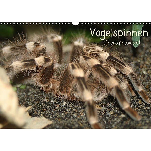 Vogelspinnen (Theraphosidae)CH-Version (Wandkalender 2019 DIN A3 quer), Barbara Mielewczyk