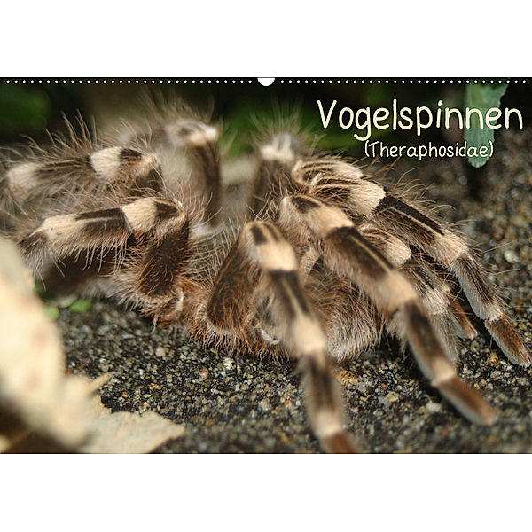 Vogelspinnen (Theraphosidae)CH-Version (Wandkalender 2019 DIN A2 quer), Barbara Mielewczyk