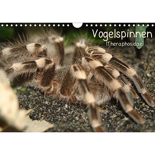 Vogelspinnen (Theraphosidae)CH-Version (Wandkalender 2021 DIN A4 quer), Barbara Mielewczyk