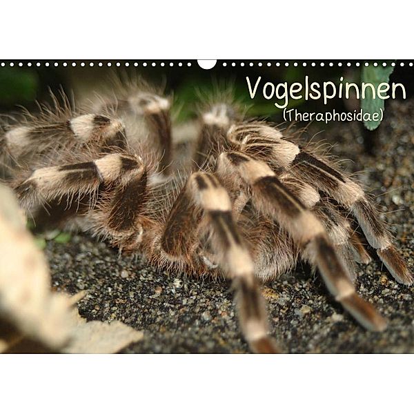 Vogelspinnen (Theraphosidae)CH-Version  (Wandkalender 2023 DIN A3 quer), Barbara Mielewczyk