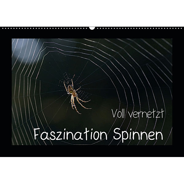 Voll vernetzt - Faszination Spinnen (Wandkalender 2019 DIN A2 quer), Sigrid Enkemeier