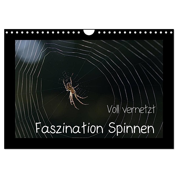 Voll vernetzt - Faszination Spinnen (Wandkalender 2024 DIN A4 quer), CALVENDO Monatskalender, Sigrid Enkemeier