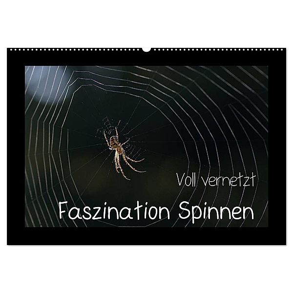 Voll vernetzt - Faszination Spinnen (Wandkalender 2024 DIN A2 quer), CALVENDO Monatskalender, Sigrid Enkemeier