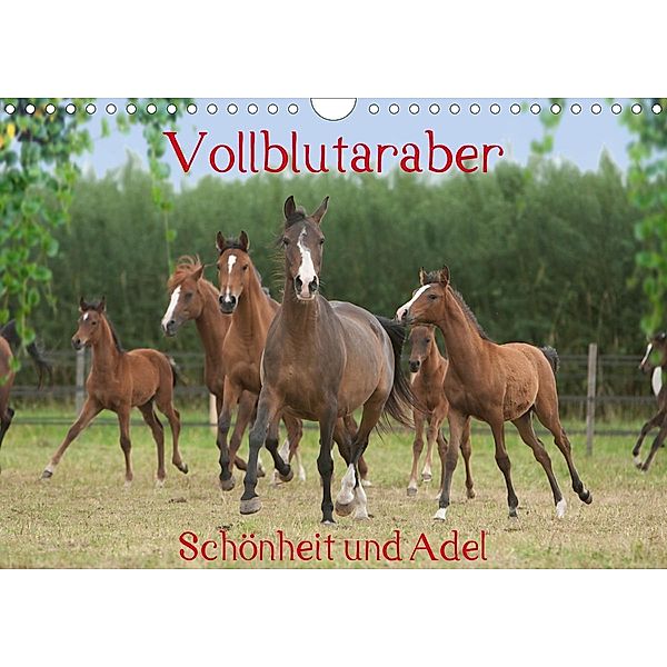 Vollblutaraber - Schönheit und Adel (Wandkalender 2021 DIN A4 quer), Angela Münzel-Hashish - www.tierphotografie.com
