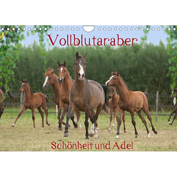 Vollblutaraber - Schönheit und Adel (Wandkalender 2022 DIN A4 quer), Angela Münzel-Hashish - www.tierphotografie.com