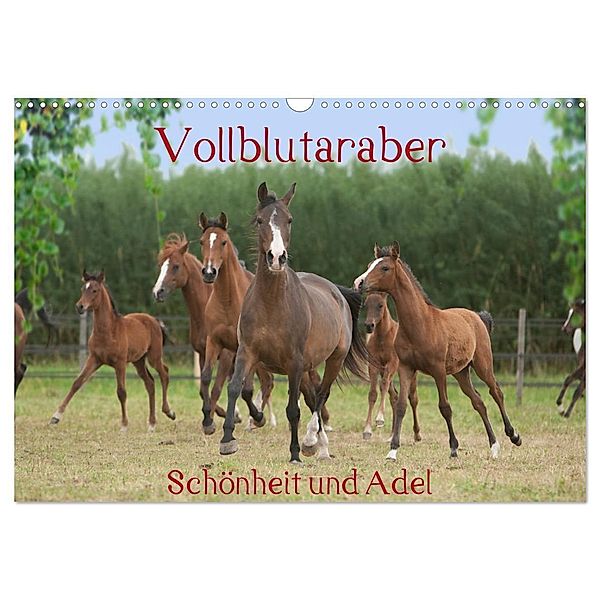 Vollblutaraber - Schönheit und Adel (Wandkalender 2024 DIN A3 quer), CALVENDO Monatskalender, Angela Münzel-Hashish - www.tierphotografie.com