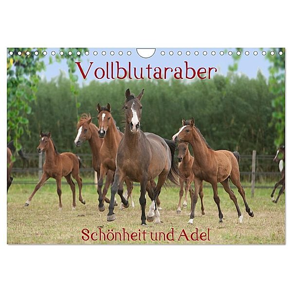 Vollblutaraber - Schönheit und Adel (Wandkalender 2024 DIN A4 quer), CALVENDO Monatskalender, Angela Münzel-Hashish - www.tierphotografie.com