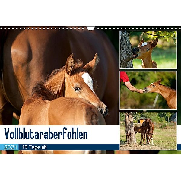 Vollblutaraberfohlen (Wandkalender 2021 DIN A3 quer), Petra Schiller