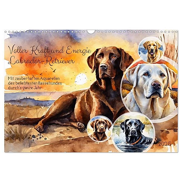 Voller Kraft und Energie - Labrador-Retriever (Wandkalender 2025 DIN A3 quer), CALVENDO Monatskalender, Calvendo, Claudia Kleemann