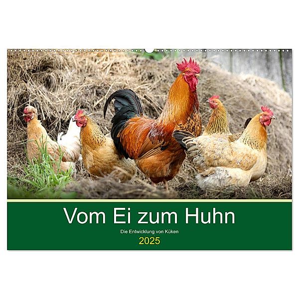 Vom Ei zum Huhn. Die Entwicklung von Küken (Wandkalender 2025 DIN A2 quer), CALVENDO Monatskalender, Calvendo, Rose Hurley