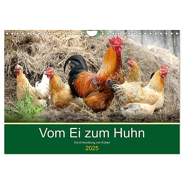 Vom Ei zum Huhn. Die Entwicklung von Küken (Wandkalender 2025 DIN A4 quer), CALVENDO Monatskalender, Calvendo, Rose Hurley