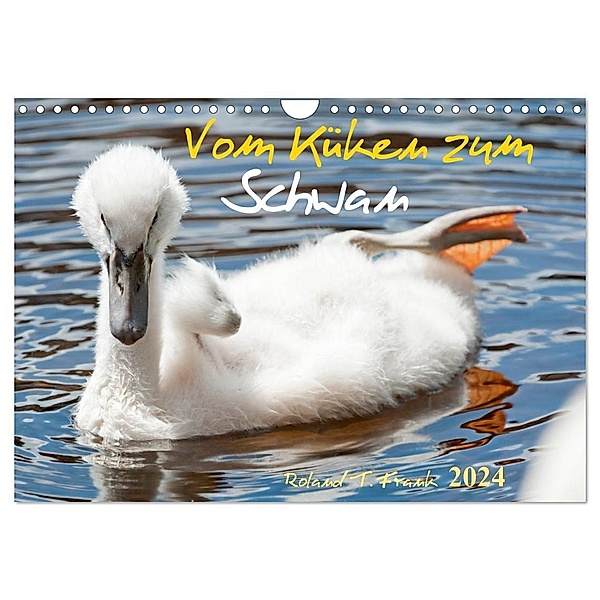 Vom Küken zum Schwan (Wandkalender 2024 DIN A4 quer), CALVENDO Monatskalender, Roland T. Frank