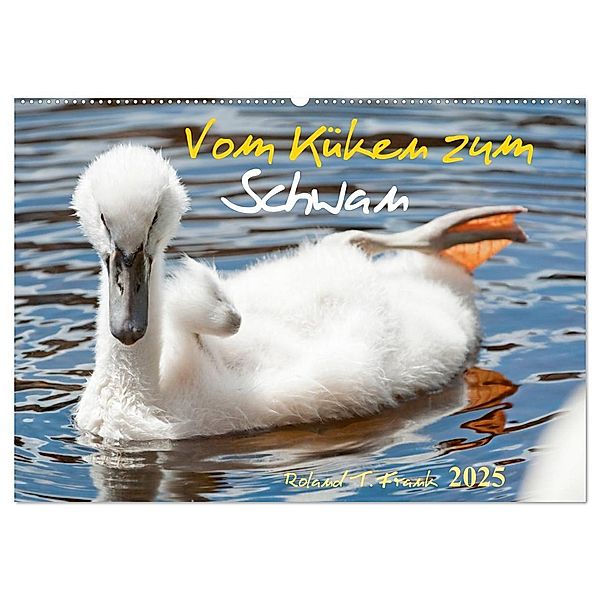 Vom Küken zum Schwan (Wandkalender 2025 DIN A2 quer), CALVENDO Monatskalender, Calvendo, Roland T. Frank