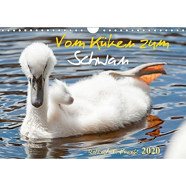 Vom Küken zum SchwanAT-Version (Wandkalender 2020 DIN A4 quer), Roland T. Frank