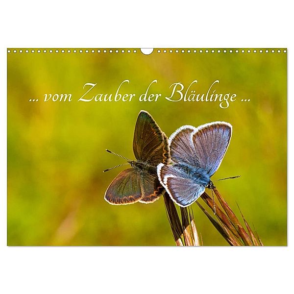 ... vom Zauber der Bläulinge ... (Wandkalender 2024 DIN A3 quer), CALVENDO Monatskalender, Frances Kron (la Frippi)