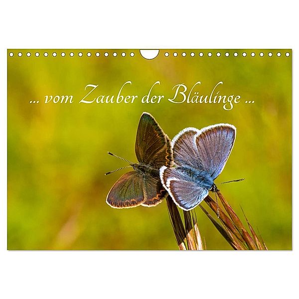 ... vom Zauber der Bläulinge ... (Wandkalender 2024 DIN A4 quer), CALVENDO Monatskalender, Frances Kron (la Frippi)