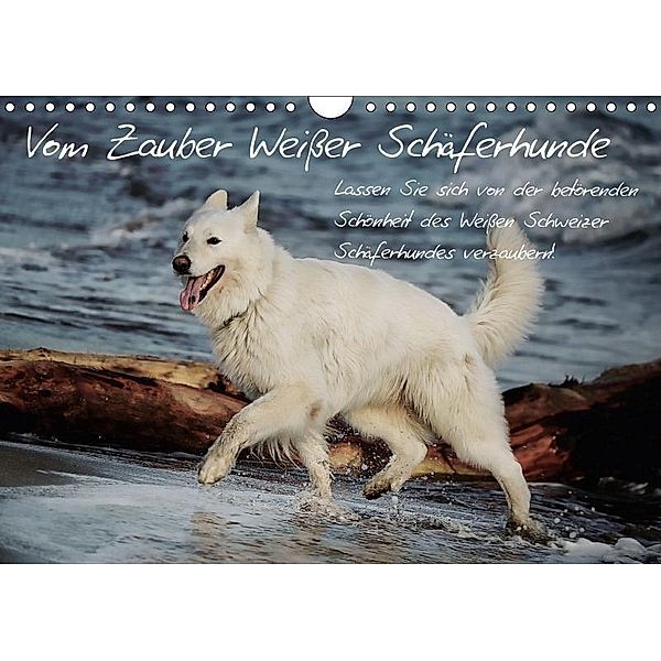 Vom Zauber weißer Schäferhunde (Wandkalender 2017 DIN A4 quer), KunstundKultur.org, k.A. KunstundKultur.org