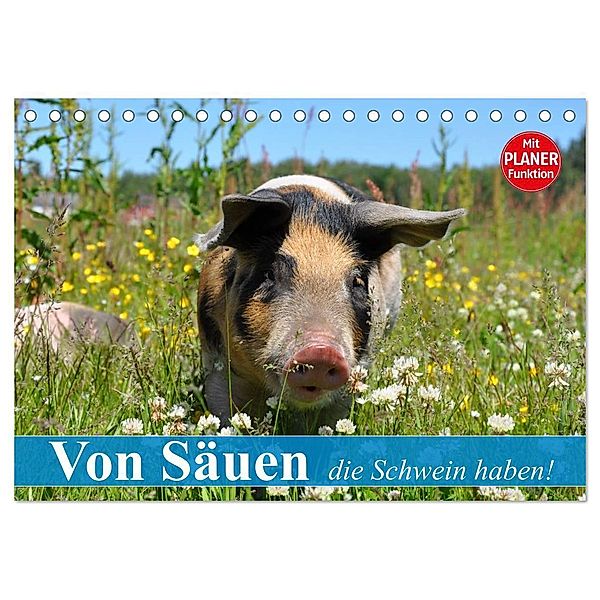 Von Säuen die Schwein haben! (Tischkalender 2024 DIN A5 quer), CALVENDO Monatskalender, Elisabeth Stanzer