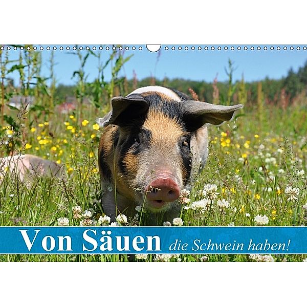 Von Säuen die Schwein haben! (Wandkalender 2018 DIN A3 quer), Elisabeth Stanzer